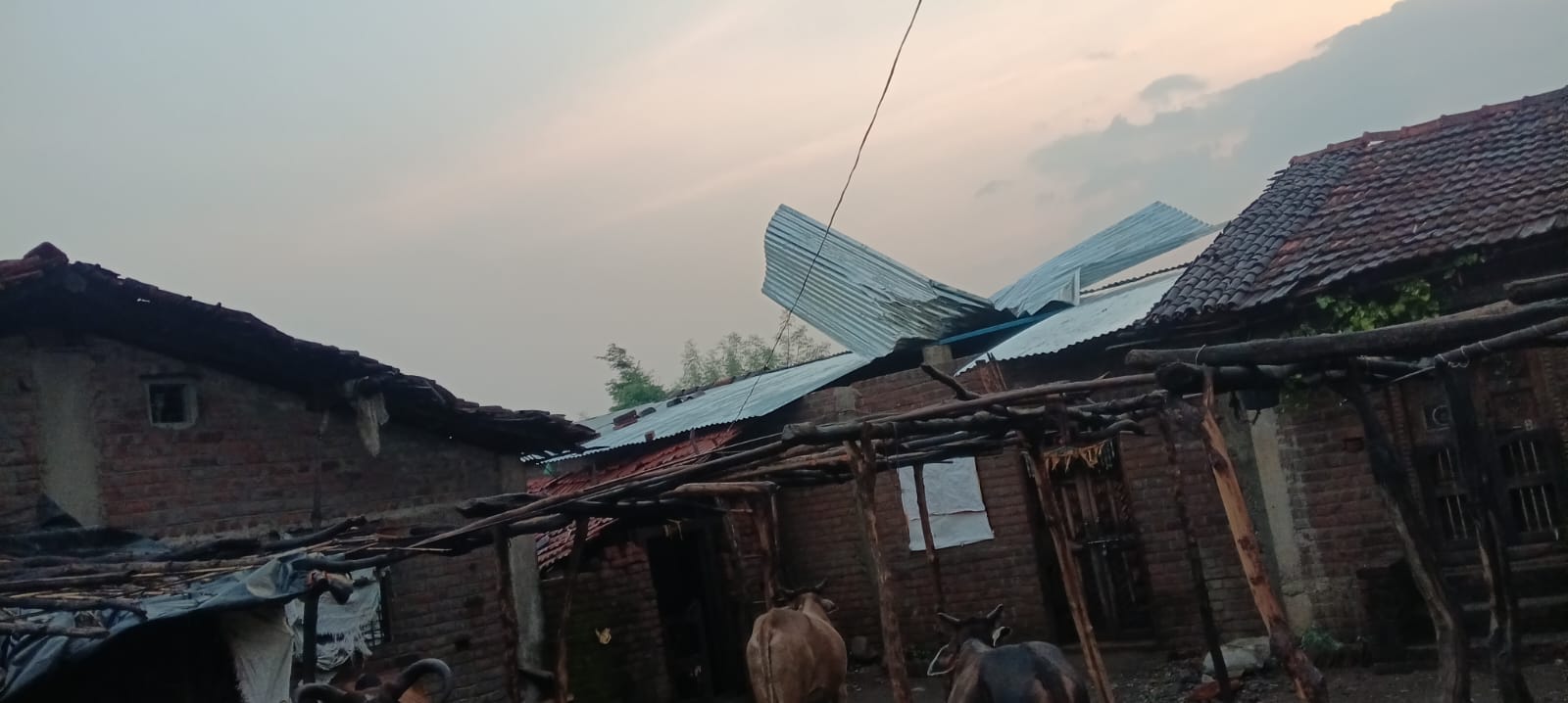 बेमोसमी वादळी पावसाचा तडाखा; मालदा येथे कापणीला आलेल्या पिकाना फटका, पत्रे उडाले, झाडे उन्मळली.